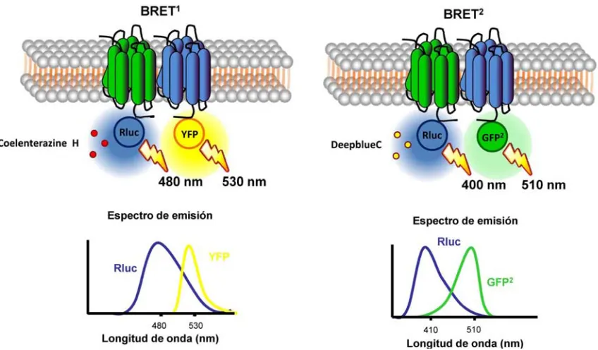 Figura 13. correspondientes espectros de emisión. Representación esquemática de los fenómenos de BRET1 y BRET2 con sus  