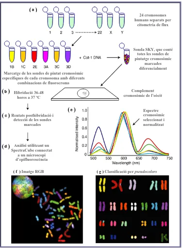 Figura 1.6.  Esquema del funcionament i etapes de l’Spectral Karyotyping (SKY).  