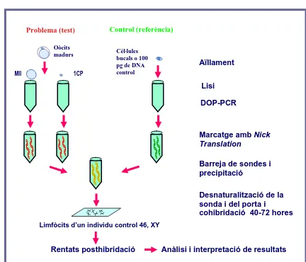 Figura 3.1. Etapes bàsiques que cal seguir per a la realització de la hibridació genòmica comparada en cèl·lules aïllades