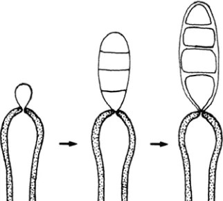 Fig. 10. Conidiogénesis basáuxica en Arthrinium (Cole y Samsom, 1979). 