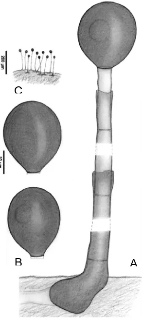 Fig. 18. Acrogenospora megalospora,hábitat). FMR 10601 (A, conidióforo; B, conidios; C,  