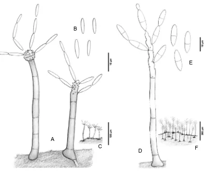 Fig. 20. Anungitea spp. A-C, A. continua, FMR 9741 (A, conidióforos; B, conidios; C, hábitat)