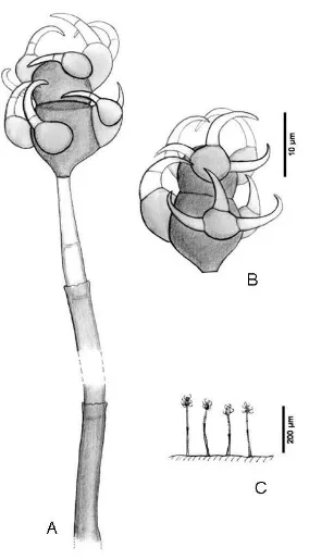Fig. 21. Arachnophora fagicola, FMR 9214. A, conidióforo; B, conidio; C, hábitat.  
