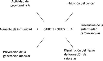Figura 1:  Funciones o acciones que promueven la  salud atribuidas a los carotenoides 
