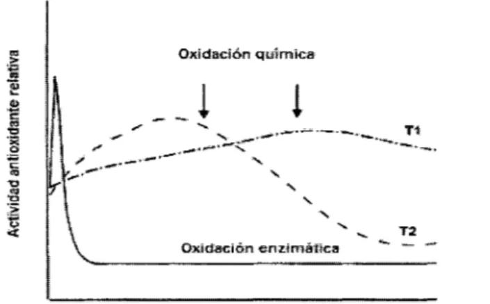 Figura 2:  Cambio en  la actividad antioxidante de  un  alimento que cotiene  polifenoles por oxidación química enzimático 