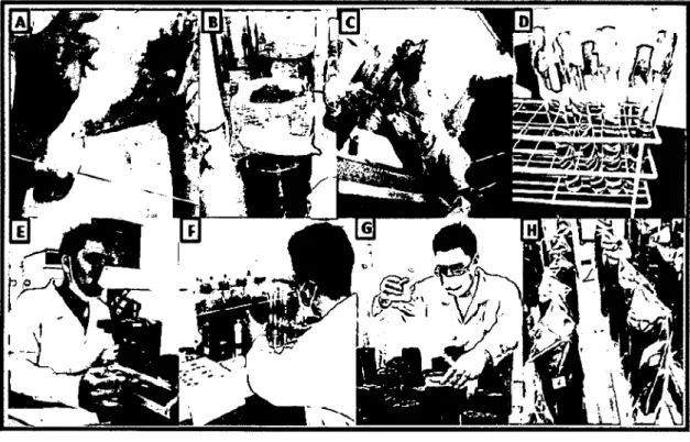 Figura 04:  Infestación del suelo con cepas de Trichoderma sp endófito  A.  Lavado del arroz  colonizado  con  Trichoderma  sp  endófito