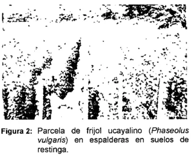 Figura 2:  Parcela  de  frijol  ucayalino  (Phaseo/us  vulgaris)  en  espalderas  en  suelos  de  restinga