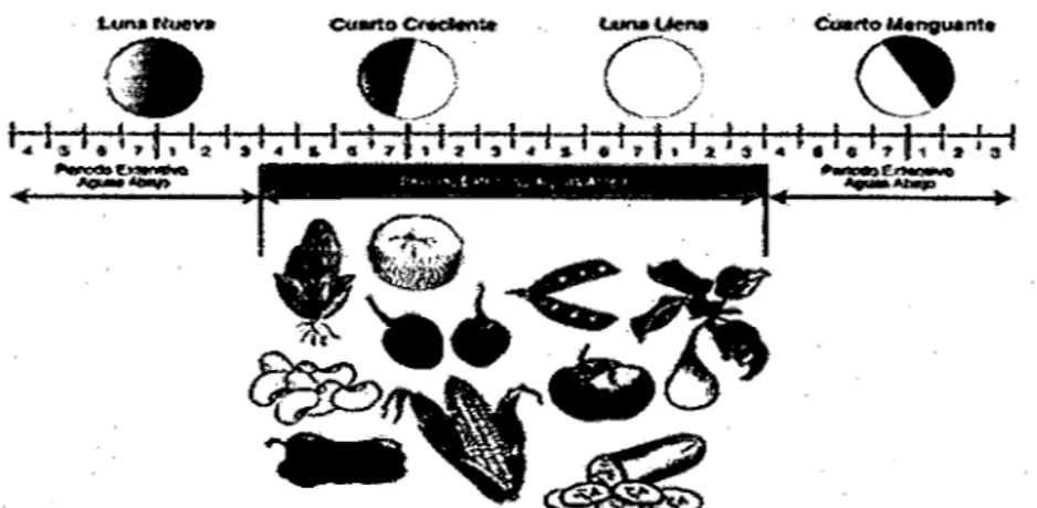 Figura 6:  Cosecha de frutos,  hortalizas, legumbres frescas  y  granos verdes  para consumo  inmediato