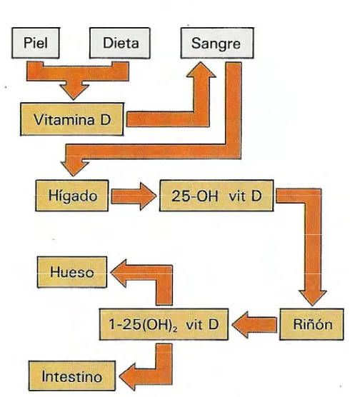 Figura 1.  Transporte y secuencia metabólica de la vitamina D 