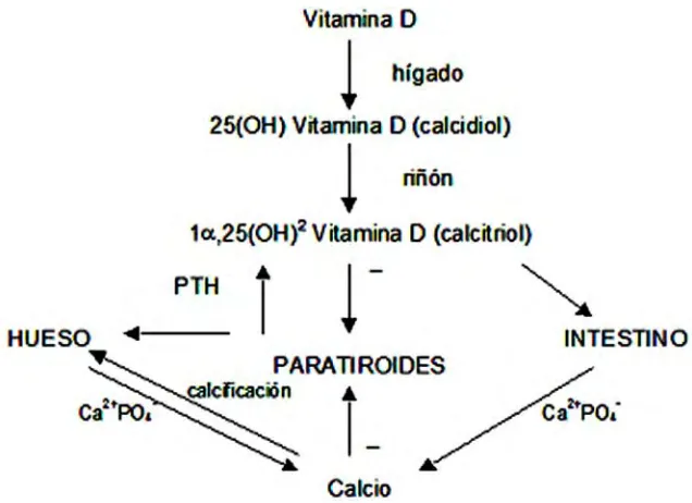 Figura 2.  Homeostasis del calcio, vitamina D y parathormona. (Modificado de : Alborzi F., Inmolization hipercalcemia in critical iones following bariatric surgery