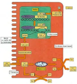 Figura 3. Mecanismo de acción del calcitriol en las células de la mucosa intestinal. R: receptor citosólico para la 1α,25-dihidroxivitamina D