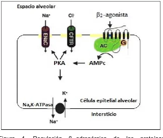 Figura 4. 