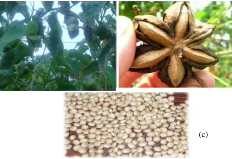Figura 1. Sacha inchi (a) Frutos verdes; (b) Frutos Maduros; (c) Semillas (Obregón, 1996)