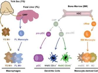 Figure 1. Mononuclear phagocytes and their precursors. EMP: erythro-myeloid progenitors, MØ: macrophage, HSC: haematopoietic stem cells, CDP: common Dendritic cell progenitor, pre-pDC: pre-plasmacytoid dendritic cell, pre-cDC: pre-conventional dendritic ce