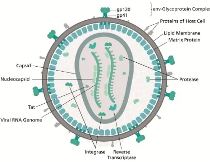 Figure 2. Schematic representation of the structure of HIV. Adapted from "HIV-structure en" by Thomas Splettstoesser (www.scistyle.com) - Own work