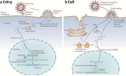 Figure 3. Schematic representation of the general HIV replication life cycle. A. Viral entry into cells involves the following steps: binding to a specific receptor on the cell surface; membrane fusion either at the plasma membrane or from endosomes (not s
