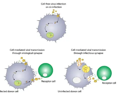 Figure 5. Different HIV-1-myeloid cell interactions: cell-free virus infection and cell-mediated viral transmission
