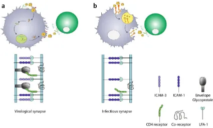 Figure 6. Comparison between cell-mediated viral transmission through A. virological synapse and B