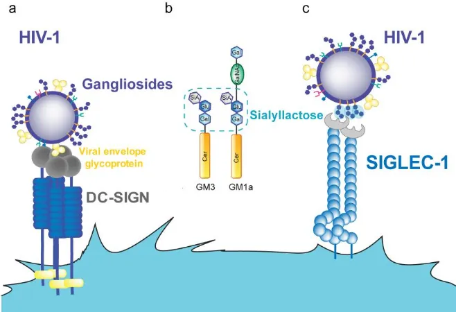 Figure 7. sialyllactose moiety. of viral membrane gangliosides. Abbreviations: Cer (ceramide), Gal (galactose), GalNAc (Nacetylgalactosamine), Glu (glucose), SiA (sialic acid)