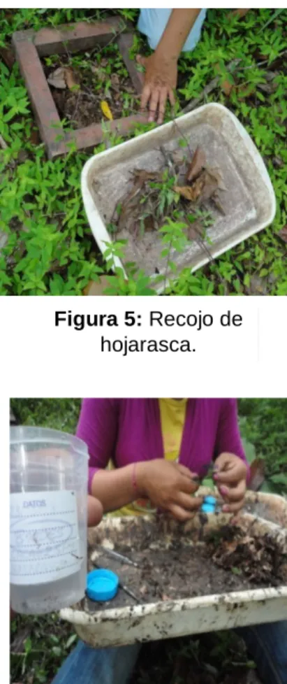 Figura 5: Recojo de  hojarasca. 