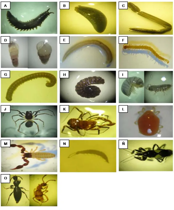 Figura 9. Macroinvertebrados  