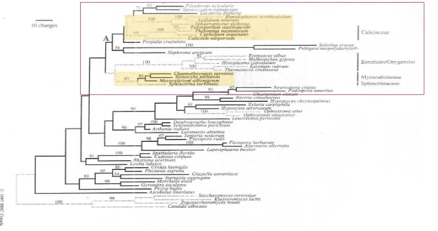 Fig. 4: Posición relativa dentro de Ascomycota de diferentes grupos de Caliciales s.l