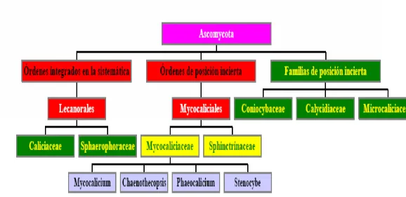 Fig.5: Representación esquematizada de la clasificación de los Calicioides, con énfasis en el Orden Mycocaliciales, destro de la sistemática de Ascomycota tal y como 
