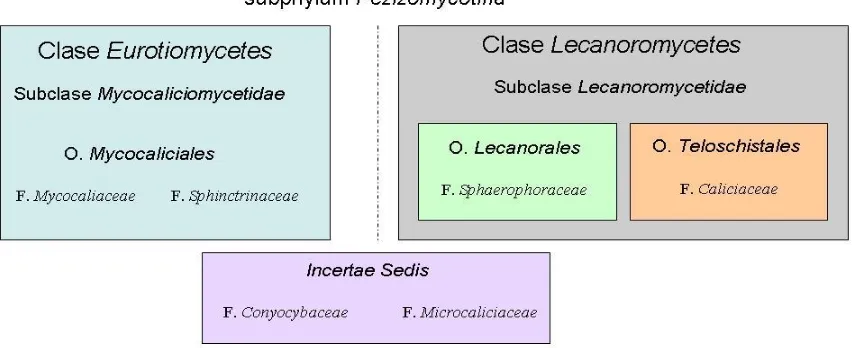 Fig. 6: Posicionamiento de los diferentes grupos de Calicioides dentro de Ascomycota (Miadlikowska 