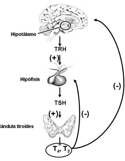 Figura 2. Mecanismos de regulación de las hormonas tiroideas (eje hipotálamo-