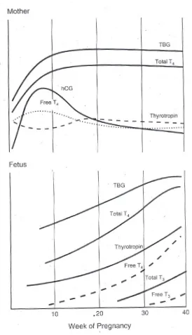 Figura 3. Cambios relativos en la función tiroidea materna y fetal durante el 