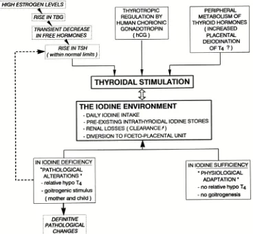 Figura 4. La figura ilustra la secuencia de sucesos que ocurren en el sistema tiroideo materno y los efectos de un déficit de yodo (Glinoer, 1997)