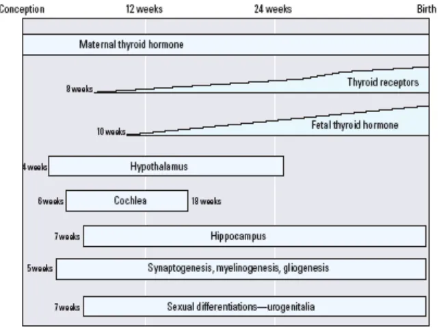 Figura 5. Rol de las hormonas tiroideas en el desarrollo neurológico fetal en 