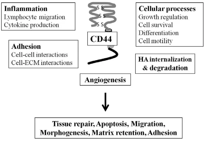 Figure 7. Some of the various processes in which CD44 participates.  