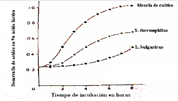 Figura 1: Simbiosis bacteriana del yogur, (MATEOS, 2005). 