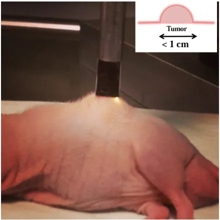 Fig . 3 .1 An a ne s t he t iz e d nude mo us e w it h a r e na l t umo r a nd t he o pt ic a lo n t o p o f t het umo r .dia me t e r ) a nd t he s o ur c e - de t e c t o r s e pa r a t io n in t he o pt ic a l pr o be s ho uld