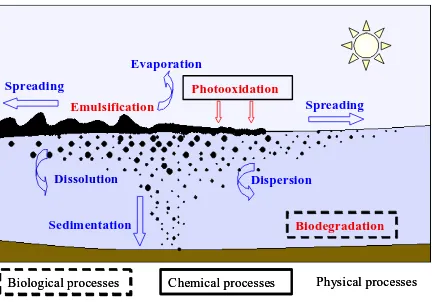 Figure 1.4. Main short-term (blue) and long-term (red) weathering processes affecting the oil in the 