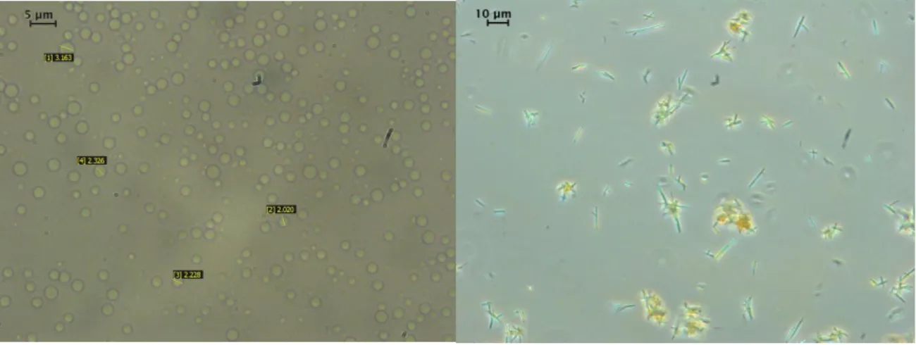 Figure 3: Experiments with Pluronic L64 surfactant: Optical microscopy picture of the  initially prepared emulsion (left) and of aqueous suspension of quercetin particles obtained by 