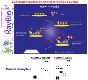 Figura 5. Esquema de los microarrays basados en  anticuerpos. 
