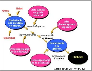 Figura 2. Evolució metabòlica de la diabetes de tipus 2. La diabetes de tipus 2 es caracteritza perincrementant la secreció d'insulina, fins que al final, es mostra incapaç, conduïnt a una disminució de launa caiguda progressiva en l'acció de la insulina, 