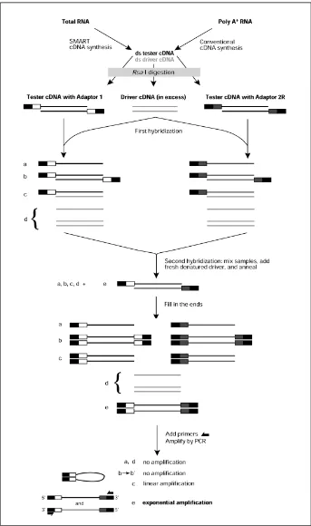 Figura 3. Esquema de la hibridació sostractiva PCR-Select cDNA Substraction(Clontech), extret del manual de l'usuari