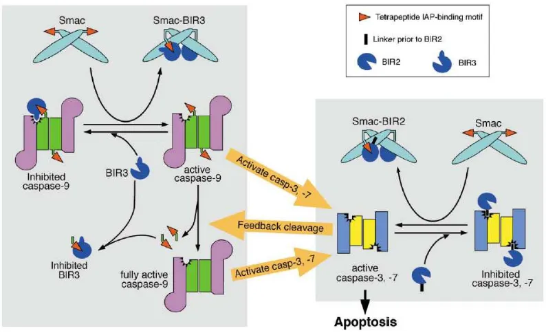 Figura 9: esquema dels mecanismes d’inhibició i activació per Smac de les caspases. A l’esquerra es 