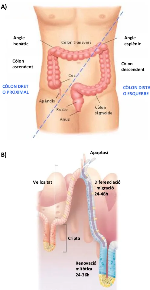 Figura 3: A) Anatomia de l’intestí gros. Divisions anatòmiques en negre i divisions clinicopatològiques en blau; B) Renovació de l’epiteli intestinal