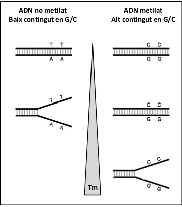 Figura 7: Principi de la tècnica de corbes de melting. Després de la conversió per bisulfit les mostres metilades tenen major contingut de C/G en comparació amb les no metilades sent necessària una major temperatura de melting (Tm)