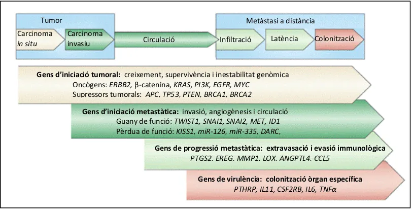 Figura 10: Hipotètics gens tumorals i específics de metàstasi per a cada etapa del procés metastàtic
