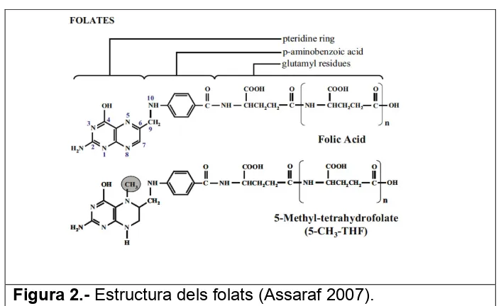 Figura 2.- Estructura dels folats (Assaraf 2007). 