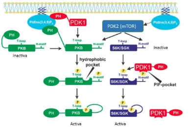 Figura 2. Mecanisme d’activació dels substrats PKB, S6K i SGK per PDK1. PKB és activat després de ser reclutat a la membrana mitjançant la unió del seu domini PH a PtdIns(3,4,5)P3, on és fosforilada el seu domini hidrofòbic (H-motif) pel sistema mTOR i des