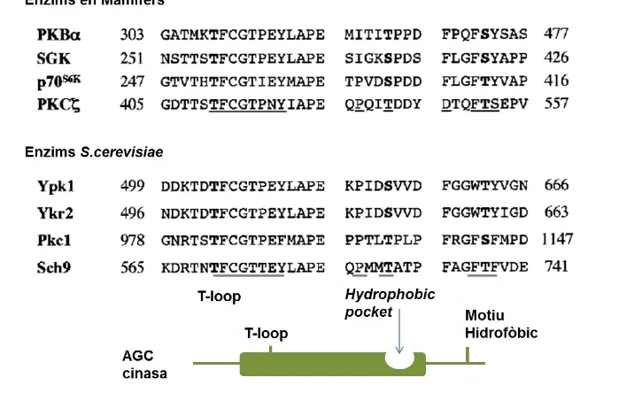 Figura 6. Comparació dels motius de fosforilació conservats en la família de la AGC cinases en mamífers i llevats (S.cerevisiae)