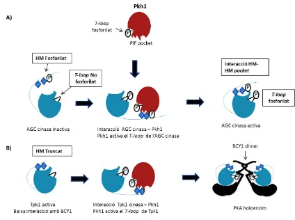 Figura 10. Mecanisme d’activació de les AGC cinases/ Tpk1 per part de Pkh1. (A) Diagrama esquemàtic de Pkh1 que mostra el T-loop i el PIF pocket