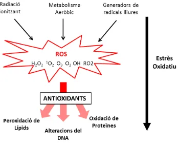 Figura 13. Estrès oxidatiu. Tots els organismes poden ser exposats a ROS durant un metabolisme aeròbic o bé per exposició contínua a radiacions ionitzants i compostos que generen radicals lliures