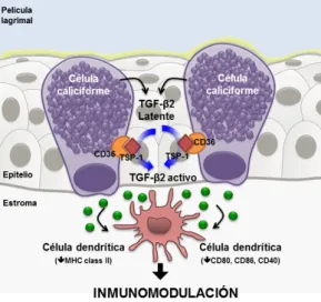Figura  5.  Esquema  que  representa  la  inmunomodulación  de  las  células  caliciformes  en  la  mucosa ocular tras activar el TGF‐β2. Adaptado de Contreras‐Ruiz y cols., PLoS ONE, 2015. 
